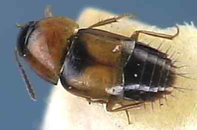 Tachyporus pallidus